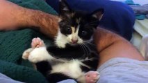 Video of kitten on her first day home after being rescued from a busy intersection (Warning! Heart melting content)