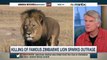 U.S. Adds African Lions To Endangered Species List