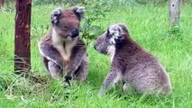 Deux koalas courtisant la même femelle en viennent aux mains pour régler leur différend