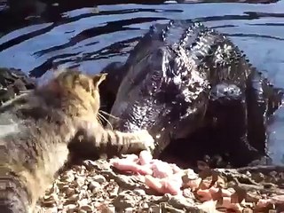 เมื่อแมว ปะทะ จระเข้! ใครจะกลัวใครกันแน่