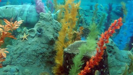 Finding Nemo Submarine Voyage at Disneyland