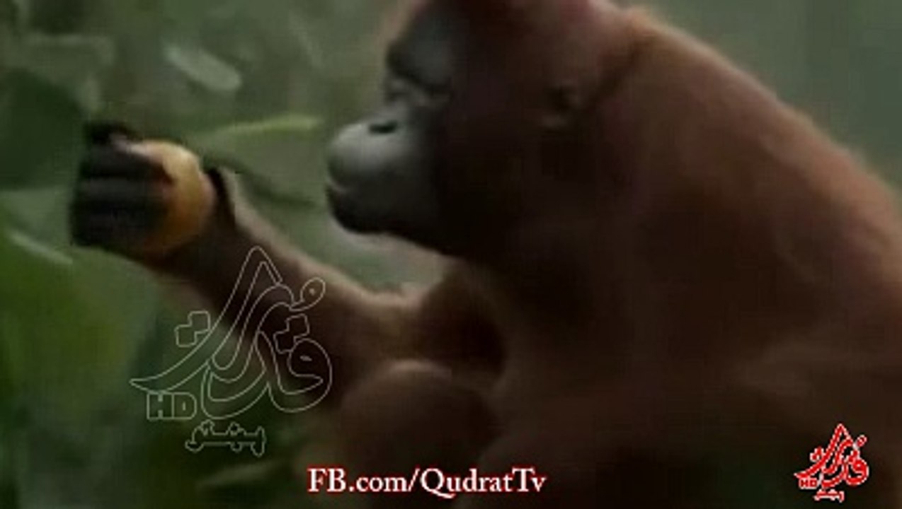Funny Videos -Monkey Dance