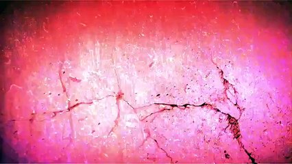 Foie gras  la fabrique des canards mulards