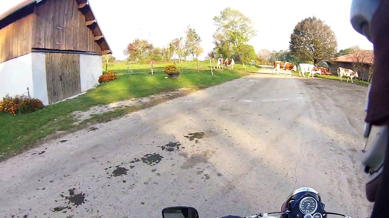 French cows with road sense