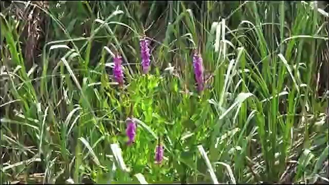 Timurtaş Hoca Allah c.c yaratsın Yaşama karışmasın (süt kardeşi ile evlenmek isteyen kız)