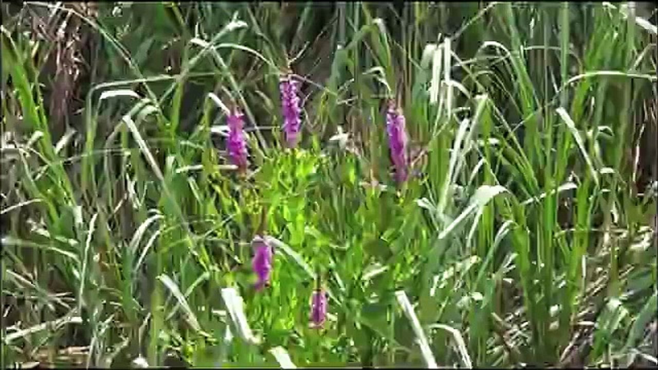 Timurtaş Hoca Allah c.c yaratsın Yaşama karışmasın (süt kardeşi ile evlenmek isteyen kız)