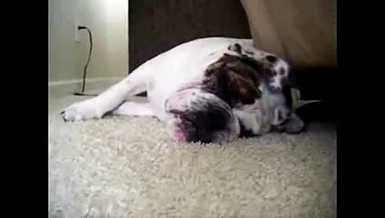 Lazy Bulldog