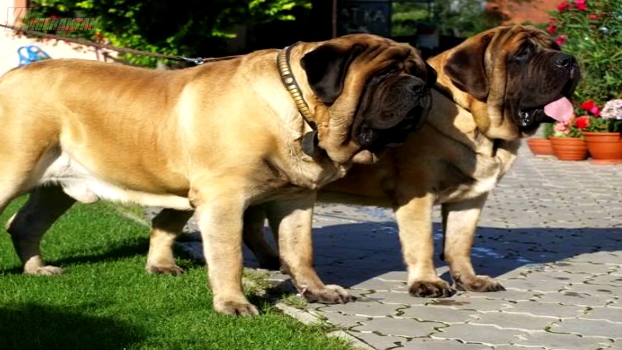 Dünyadaki En Büyük 8 Köpek Irkı