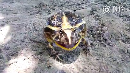 Bu kurbağa köpek gibi havlıyor!