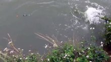 Câu cá trắm ốc siêu khủng