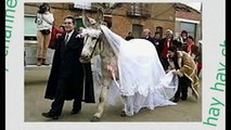 Humans married with animals - 3ajaib wa gharaib 2016 - عجائب وغرائب