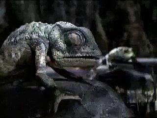 Publicité Budweiser avec la grenouille et le caméléon