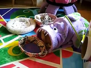 Dünyaca ünlü İran kedisinin şeker videosu...