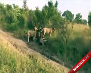 Erkek Aslanların Ölümcül Kavgası
