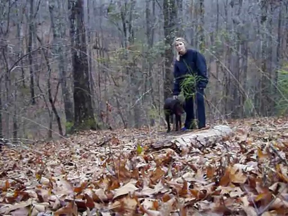 Dog ruins proposal