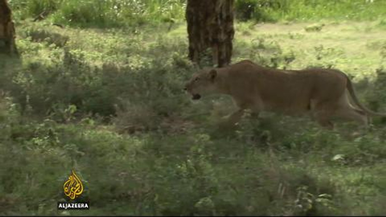 After Cecil, US protects lions under endangered species act