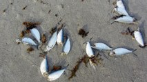 Massive Fish Kill on Florida Beach