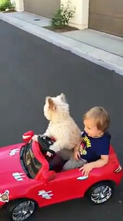 owsome dog