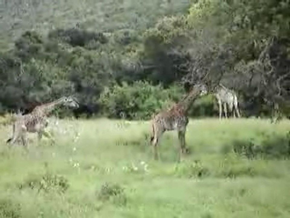 Giraffe, South Africa