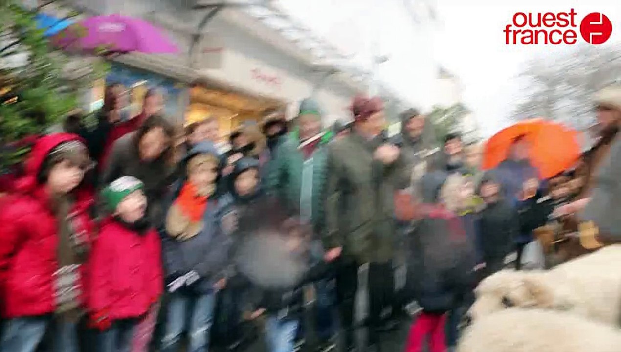 Transhumance