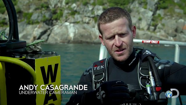 Great White Buzzes Cameramans Head