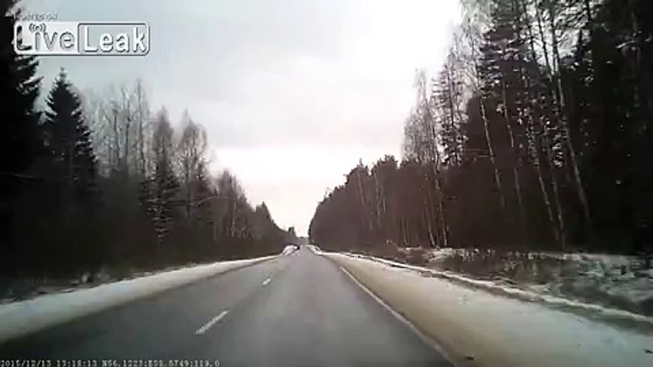 Moose gets run over