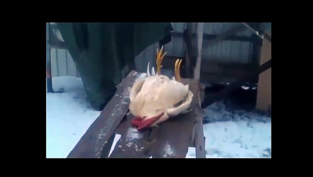 Полный Ржач!))) Петух актер