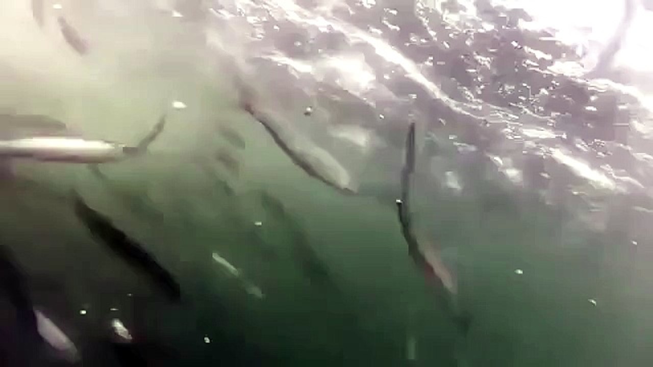 Водолаза чуть не проглотили в океане