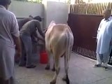 Bakra Eid 2015 - Cow Qurbani Funny Moments Cow Qurbani Cow Qurbani -> Must Must Watch