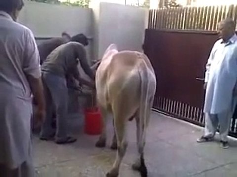 Bakra Eid 2015 - Cow Qurbani Funny Moments Cow Qurbani Cow Qurbani -> Must Must Watch