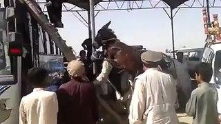 pathan with a donkey on bus funny video