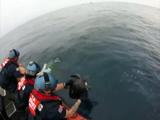 Des gardes-côtes libèrent deux tortues d'un filet de pêche