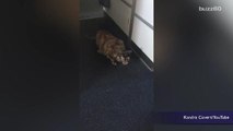 Video of cat running through plane galley goes viral