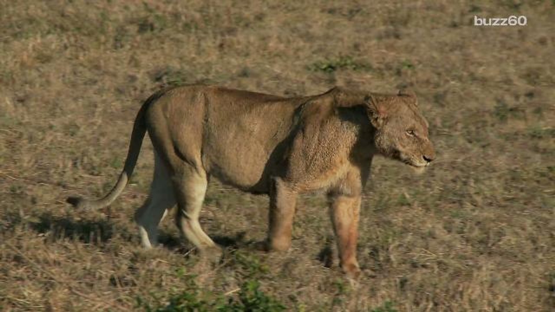 ⁣Lions get added to endangered species list