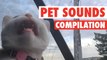 Most Hilarious Pet Sounds || Funniest Animal Sounds