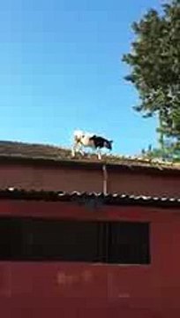 Adanada Çatıdan Atlayan Sıradan Bir İnek