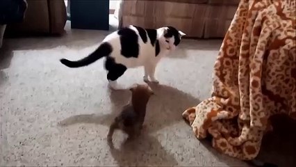Puppy seeks cat friendship