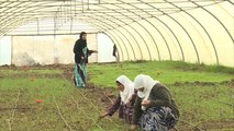 لاجئات سوريات يشاركن في مشروع زراعي بالسليمانية