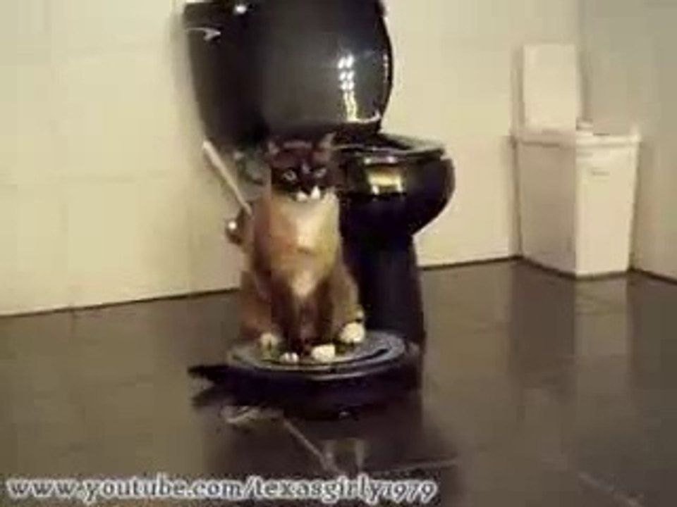 Le chat et le robot