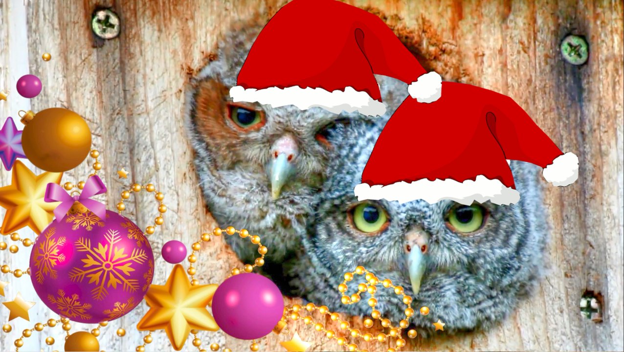 Chipmunks Sing "We Wish You A Merry Christmas" to Baby Owls