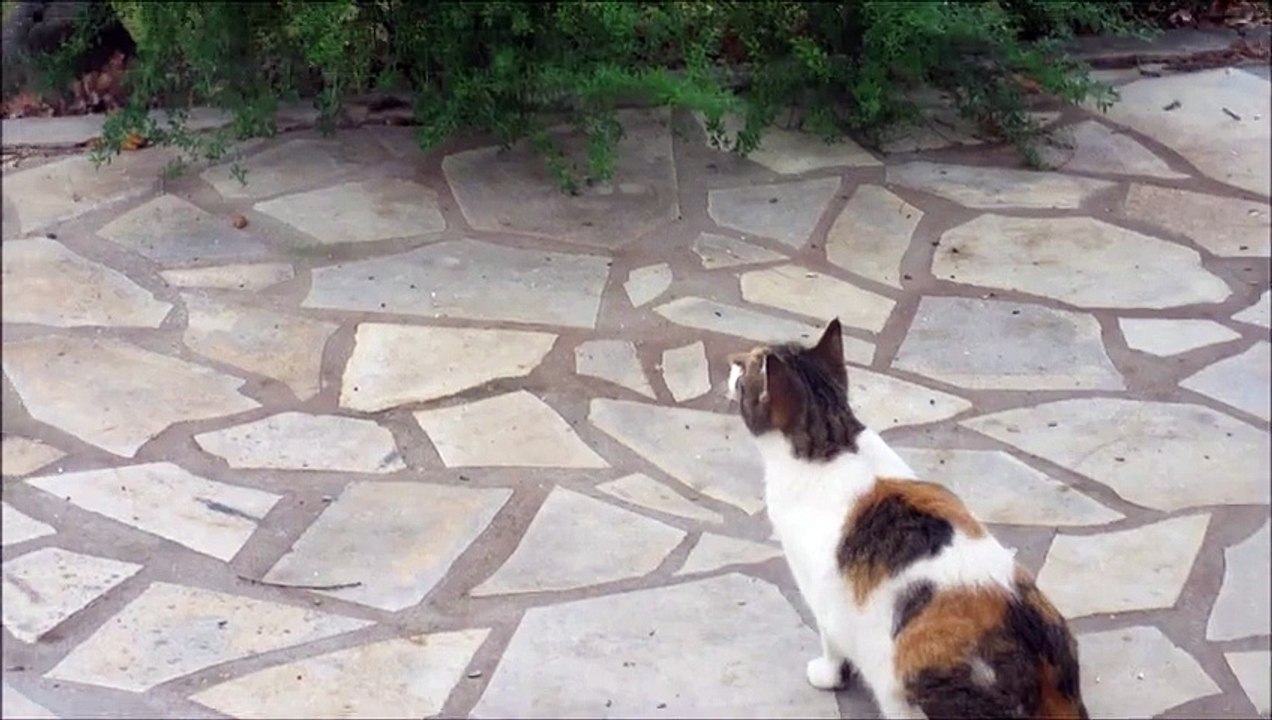 l'instinct du chat....sseur