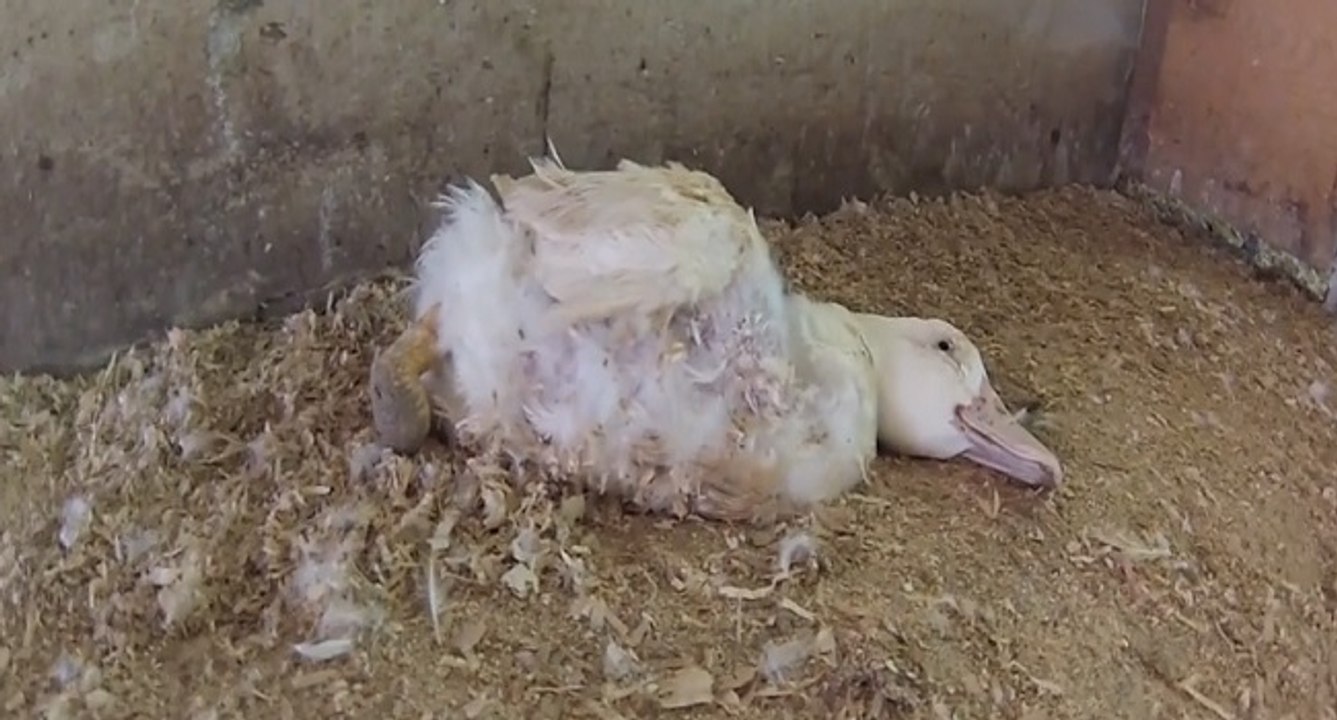 Caméra cachée sur l'élevage choc de canes dans le Sud-Ouest