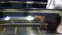 The best funny of 2016 Funny Videos Dog go escalators like running machine 2015