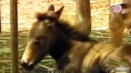 Eşşek ve zebra çiftleşmesinden ortaya çıkan ilginç yavru