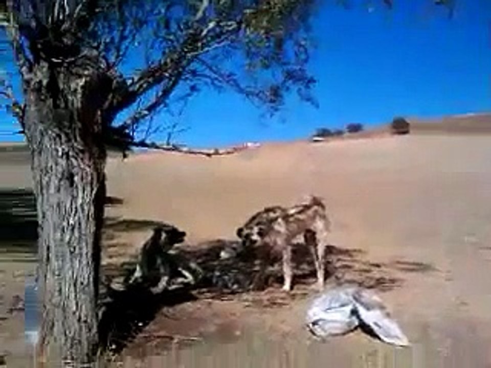 AKINCILARDA KANGAL.
