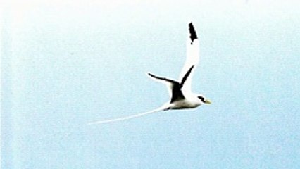 MICKAEL LAMONGE   Danse mon seggae