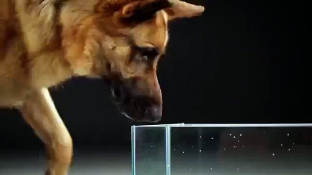 Как на самом деле собаки пьют воду - замедленная съемка