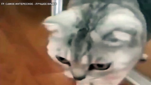 Кот увидел себя в зеркале и офигееел