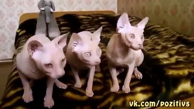 Вот это я понимаю хор!!!)))