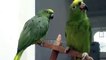 два попугая поют испанскую песенку! Очень смешно!